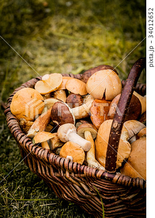 brown basket full of forest mushrooms brown basket full of forest mushrooms 34012652
