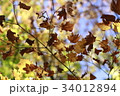 紅葉 34012894