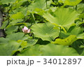 蓮の花 34012897