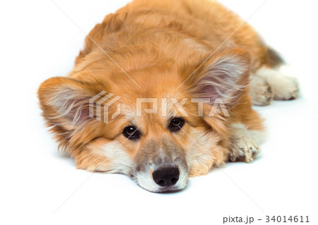 corgi fluffy portrait 34014611