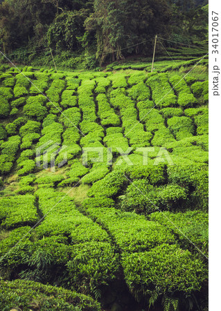 Tea plantation Cameron highlands, Malaysia Tea plantation Cameron highlands, Malaysia 34017067