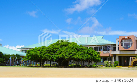 国頭小学校　日本一のガジュマル 34031024