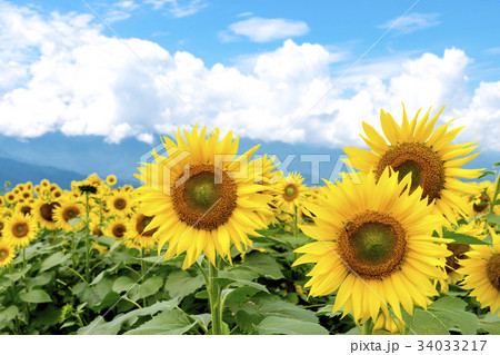 山梨県 明野 ひまわり 山梨県 明野 ひまわり 34033217