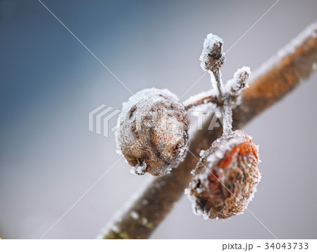 rotten apples covered with frost at sunset rotten apples covered with frost at sunset 34043733