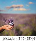 Small knitted basket with lavender in hands 34046544