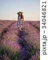 Romantic woman among blooming lavender 34046821
