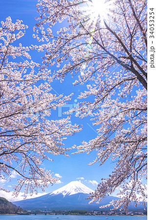 富士山と桜の写真素材