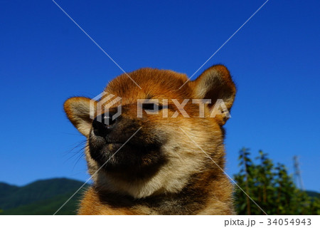 柴犬の赤ちゃん 34054943