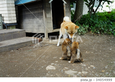 柴犬の赤ちゃん 34054999