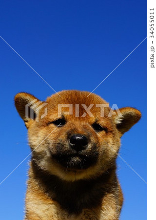 柴犬の赤ちゃん 34055011