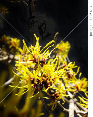 黒バックに映える早春のマンサクの花　コピースペース 34056131