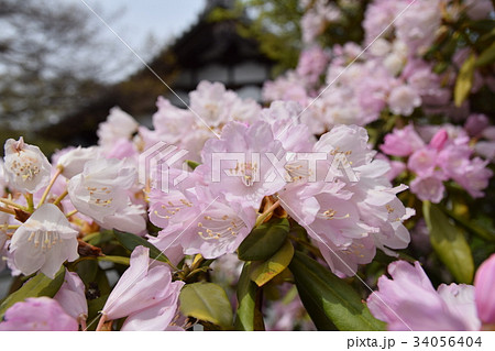 三千院の石楠花 三千院の石楠花 34056404
