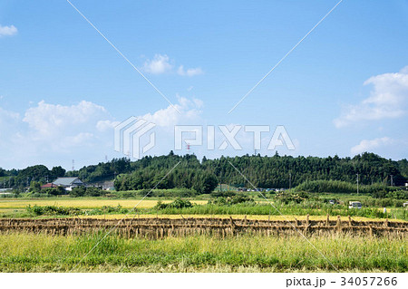 はざ掛け はざ掛け 34057266