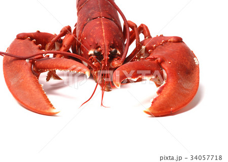 Breton lobster. 34057718