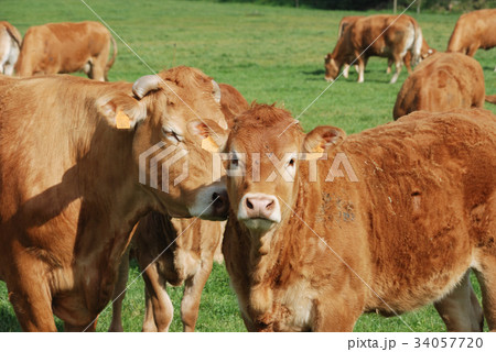 Cows in meadows 34057720