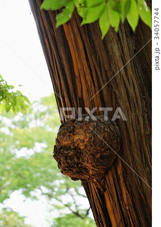 八幡宮 杉こぶ(武水別神社) 八幡宮 杉こぶ(武水別神社) 34057744