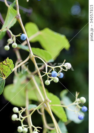 テリハノブドウ 34057815