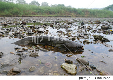 ナマズ ① ナマズ ① 34061922