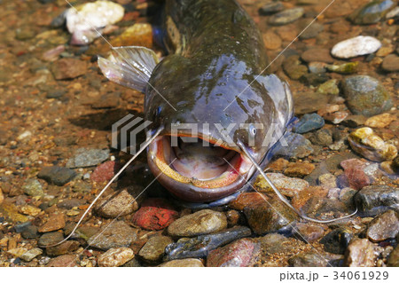 ナマズ　③ 34061929