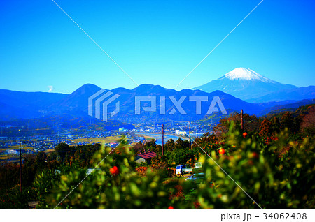 ミカン畑と富士山 34062408