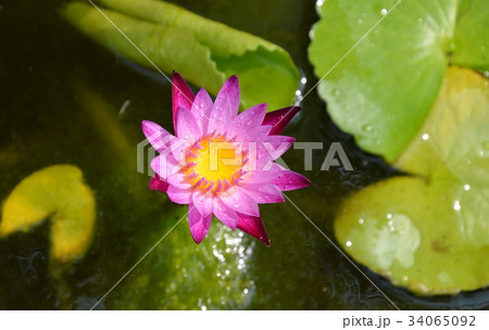 purple lotus blooming in clay water basin purple lotus blooming in clay water basin 34065092