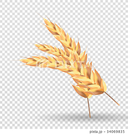 Malt Ears Isolated On A White Background のイラスト素材