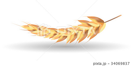 Malt ears. Isolated on a white background. 34069837