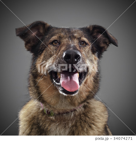 ginger funny dog - symbol of 2018, stuck out his 34074271