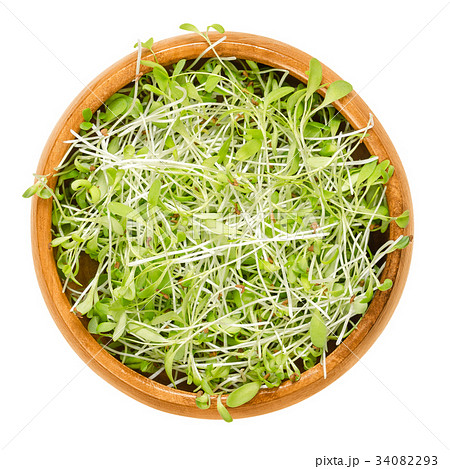 Alfalfa microgreens in wooden bowl over white 34082293