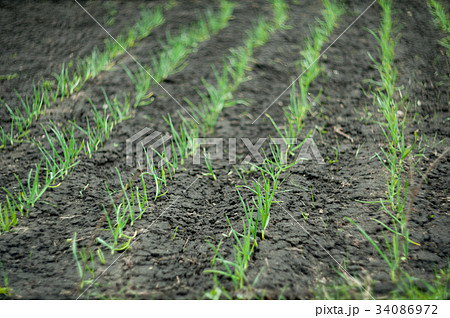 plant of onion plant of onion 34086972