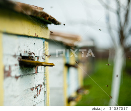 Bees fly around the hive Bees fly around the hive 34087017