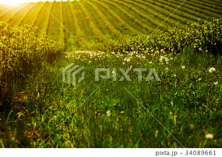 green field with bushes 34089661