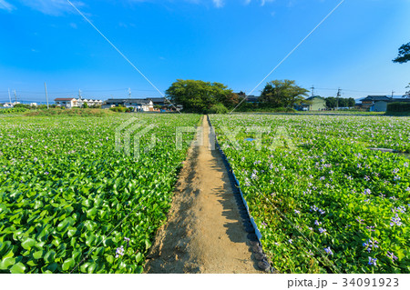 本薬師寺跡 ホテイアオイ 34091923