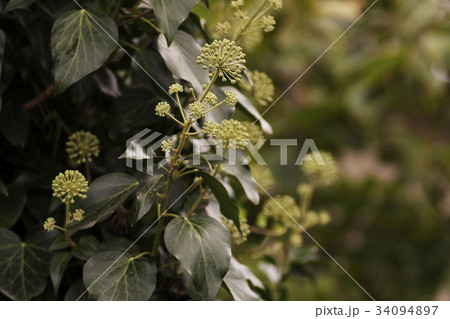 Ordinary ivy (Hedera helix) in bloom, the climber 34094897