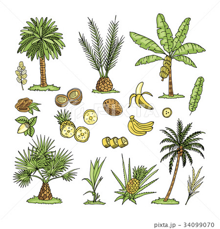 Hand drawn vector illustration of palm trees 34099070