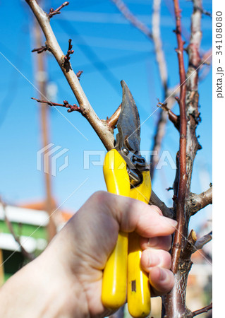 Male hand pruning fruit before start of spring 34108080