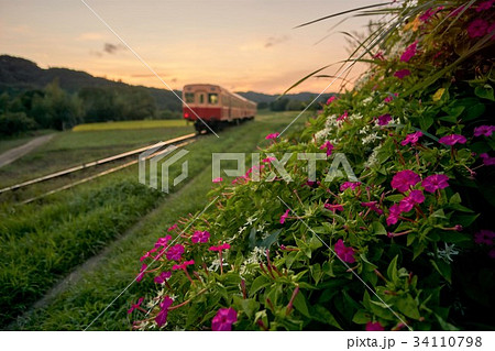 千葉県 小湊鉄道 石神の菜の花畑 オシロイバナの写真素材