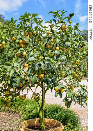 Orange fruit on the tree Orange fruit on the tree 34112962