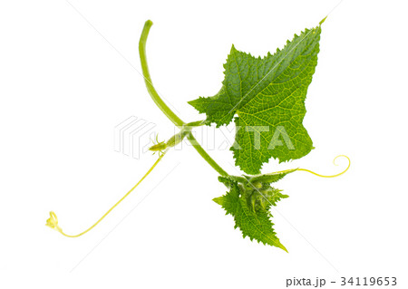 Leaves and ovary cucumber on white background Leaves and ovary cucumber on white background 34119653