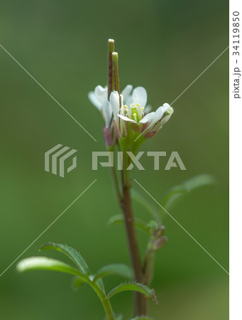 タネツケバナ タネツケバナ 34119850