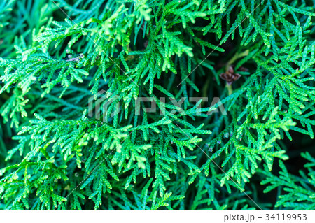 Green texture of thuja branches 34119953
