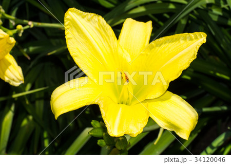 Bright flowering plants in the garden on sunny day Bright flowering plants in the garden on sunny day 34120046