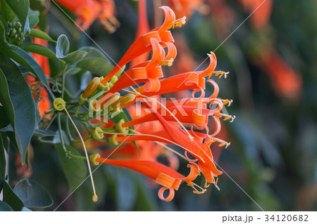 Pyrostegia venusta or orange trumpet flowers 34120682