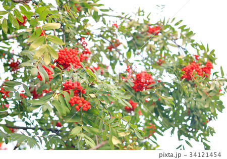 Red rowan berries on tree. 34121454