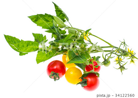 Tomato leaf isolated on white background 34122560