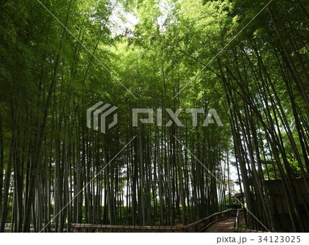 竹林公園 竹林公園 34123025