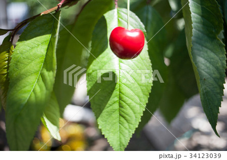 Cherry basket cherry tree branch fresh cherries 34123039