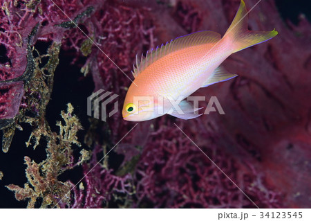 ベニハナダイ ベニハナダイ 34123545