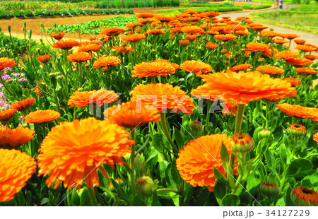 キンセンカの花 都市農業公園 の写真素材