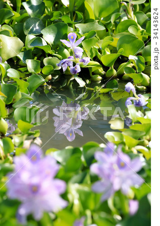 水面に映るホテイアオイ 34143624
